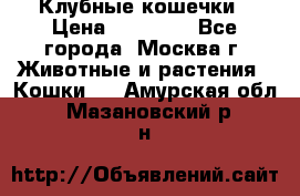 Клубные кошечки › Цена ­ 10 000 - Все города, Москва г. Животные и растения » Кошки   . Амурская обл.,Мазановский р-н